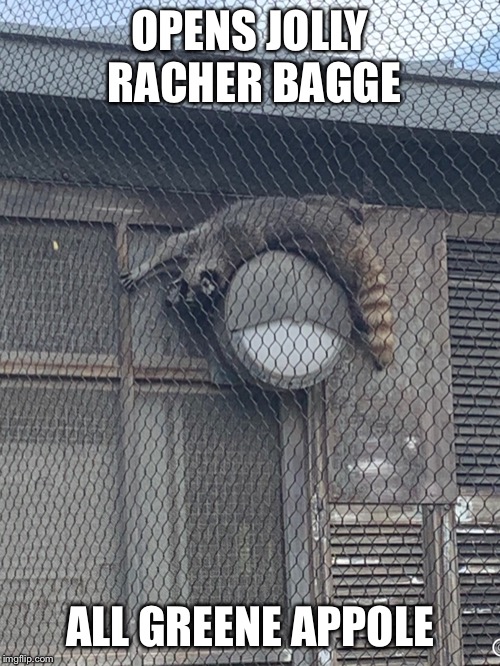 Raccoon on circle lamp | OPENS JOLLY RACHER BAGGE; ALL GREENE APPOLE | image tagged in the truth | made w/ Imgflip meme maker