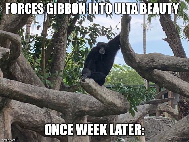 Siamang glimmers | FORCES GIBBON INTO ULTA BEAUTY; ONCE WEEK LATER: | image tagged in cat | made w/ Imgflip meme maker
