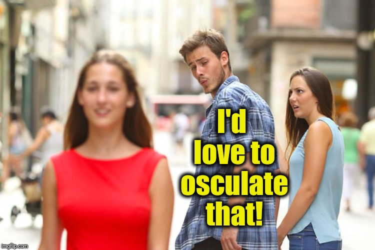 Distracted Boyfriend Meme | I'd love to osculate that! | image tagged in memes,distracted boyfriend | made w/ Imgflip meme maker