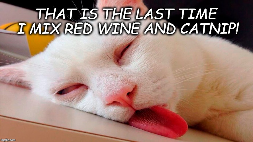Stoned Cat | THAT IS THE LAST TIME I MIX RED WINE AND CATNIP! | image tagged in cats | made w/ Imgflip meme maker