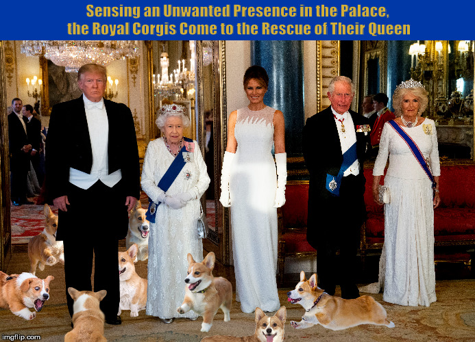 Sensing an Unwanted Presence in the Palace, the Royal Corgis Come to the Rescue of Their Queen | image tagged in donald trump,trump,queen elizabeth,corgis,corgi,memes,PoliticalHumor | made w/ Imgflip meme maker