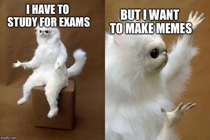 Persian Cat Room Guardian | BUT I WANT TO MAKE MEMES; I HAVE TO STUDY FOR EXAMS | image tagged in memes,persian cat room guardian | made w/ Imgflip meme maker