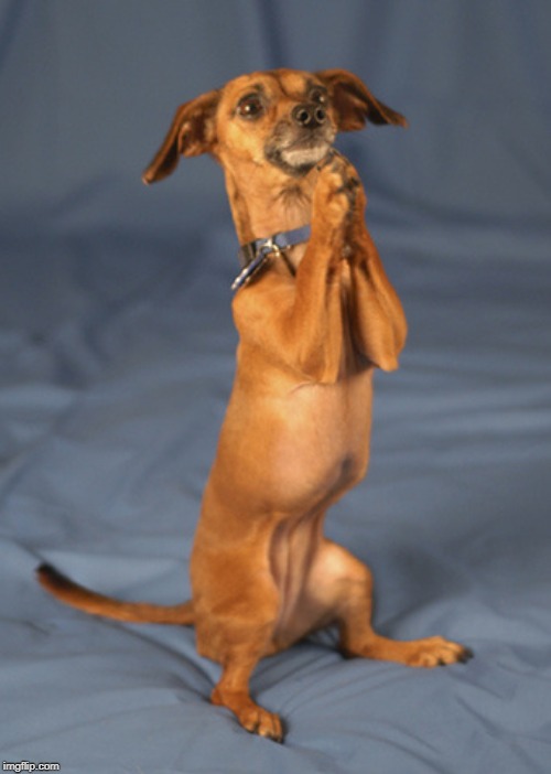 Begging dog | image tagged in begging dog | made w/ Imgflip meme maker