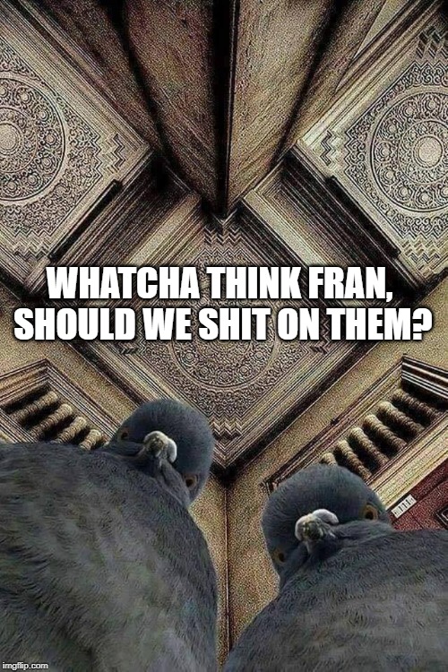 Look Out Below!!! | WHATCHA THINK FRAN, SHOULD WE SHIT ON THEM? | image tagged in pigeons looking down | made w/ Imgflip meme maker