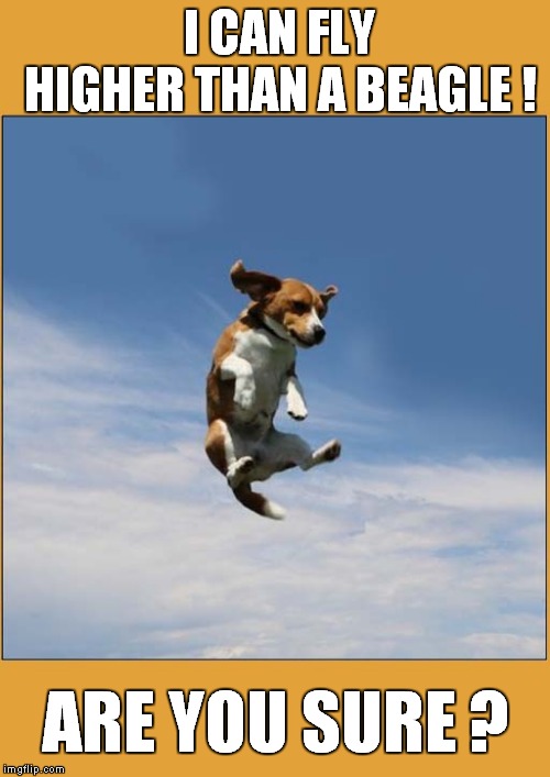 Higher Than A Beagle ? | I CAN FLY HIGHER THAN A BEAGLE ! ARE YOU SURE ? | image tagged in fun,dogs | made w/ Imgflip meme maker