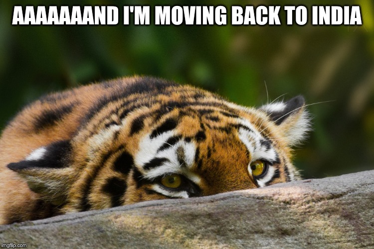 Hidden Tiger | AAAAAAAND I'M MOVING BACK TO INDIA | image tagged in hidden tiger | made w/ Imgflip meme maker