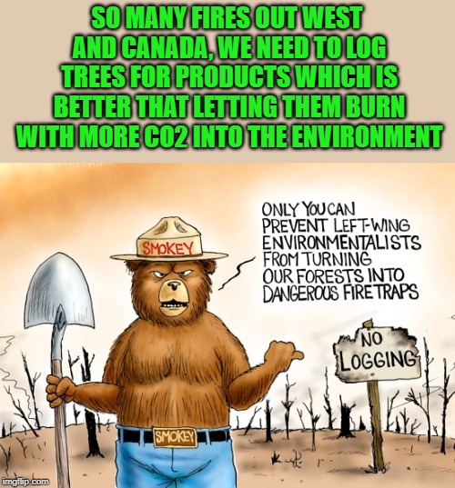 Logging helps save more trees | SO MANY FIRES OUT WEST AND CANADA, WE NEED TO LOG TREES FOR PRODUCTS WHICH IS BETTER THAT LETTING THEM BURN WITH MORE CO2 INTO THE ENVIRONMENT | image tagged in forrest | made w/ Imgflip meme maker