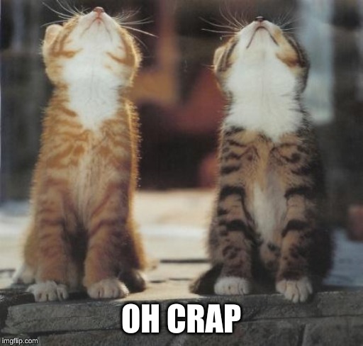 cats looking up | OH CRAP | image tagged in cats looking up | made w/ Imgflip meme maker