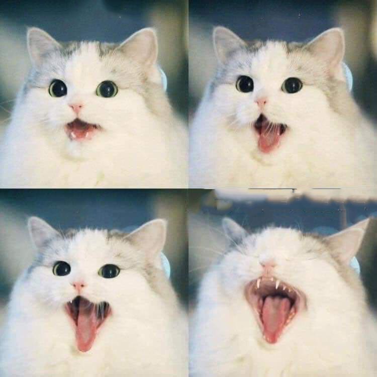 High Quality Metal Cat Blank Meme Template