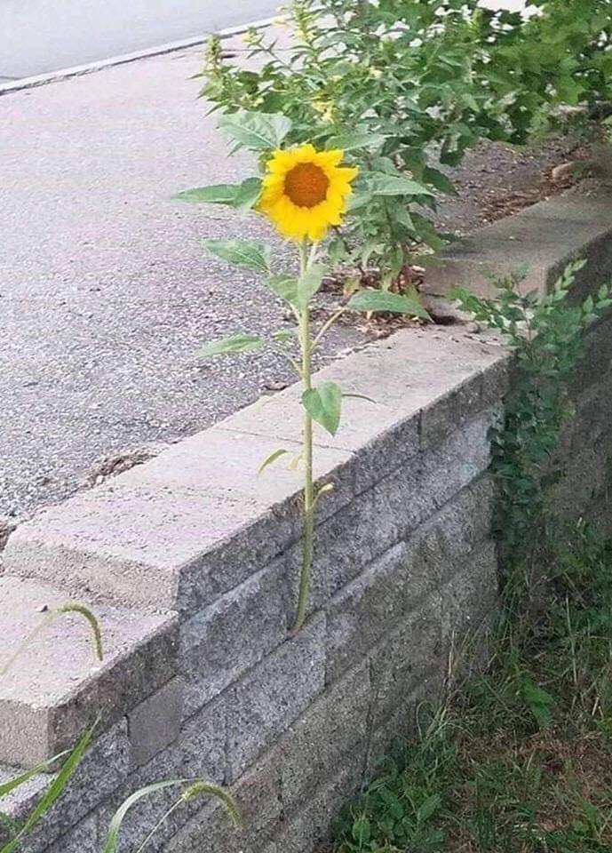 Advice sunflower Blank Meme Template