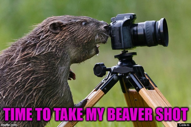Gotta love those beaver shots!!! | TIME TO TAKE MY BEAVER SHOT | image tagged in beaver with camera,memes,beaver shot,funny,photography,nature | made w/ Imgflip meme maker