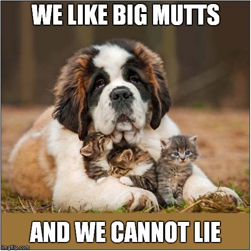 Kittens Like Big Mutts | WE LIKE BIG MUTTS; AND WE CANNOT LIE | image tagged in cats | made w/ Imgflip meme maker