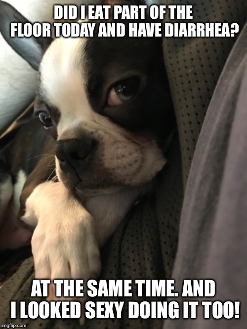 DID I EAT PART OF THE FLOOR TODAY AND HAVE DIARRHEA? AT THE SAME TIME. AND I LOOKED SEXY DOING IT TOO! | image tagged in boston terrier | made w/ Imgflip meme maker