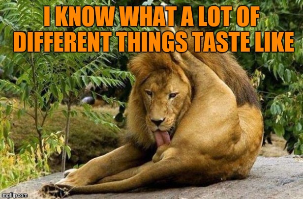 lion licking balls | I KNOW WHAT A LOT OF DIFFERENT THINGS TASTE LIKE | image tagged in lion licking balls | made w/ Imgflip meme maker