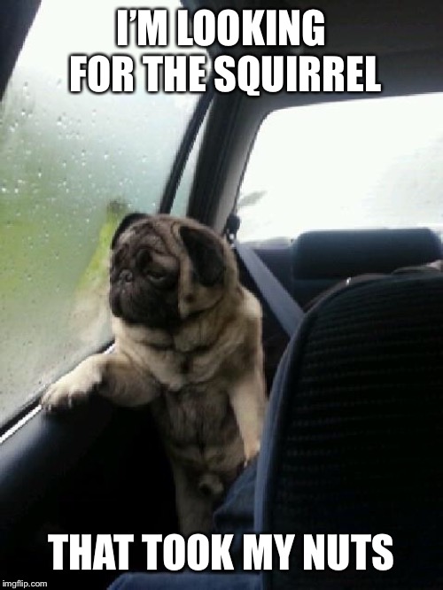 Introspective Pug | I’M LOOKING FOR THE SQUIRREL THAT TOOK MY NUTS | image tagged in introspective pug | made w/ Imgflip meme maker