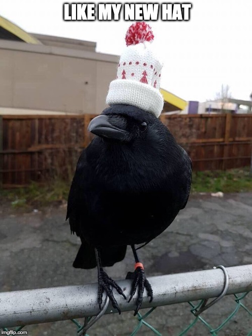 No murder here, just a hat :) | LIKE MY NEW HAT | image tagged in caw,crow,hat,scared crow | made w/ Imgflip meme maker