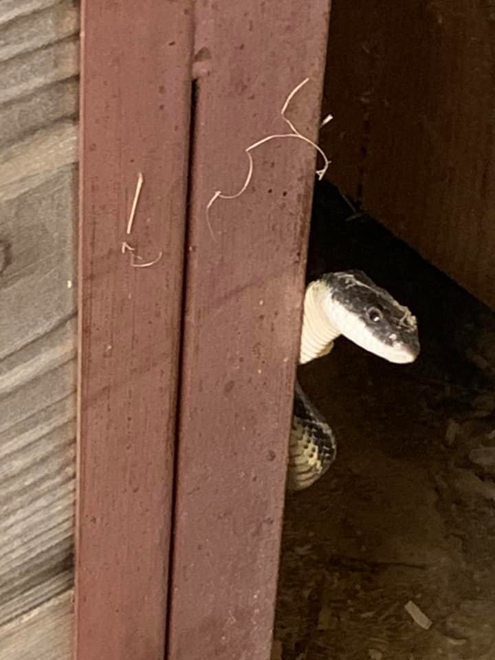 High Quality Cute Hiding Snake Blank Meme Template