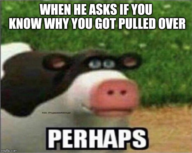 Perhaps Cow | WHEN HE ASKS IF YOU KNOW WHY YOU GOT PULLED OVER | image tagged in perhaps cow | made w/ Imgflip meme maker
