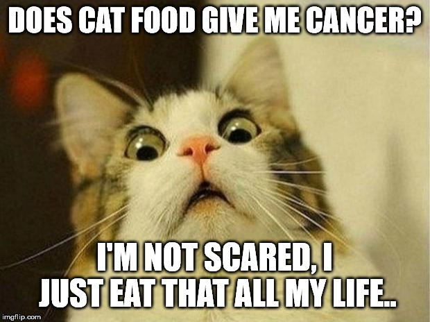Scared Cat | DOES CAT FOOD GIVE ME CANCER? I'M NOT SCARED, I JUST EAT THAT ALL MY LIFE.. | image tagged in memes,scared cat | made w/ Imgflip meme maker