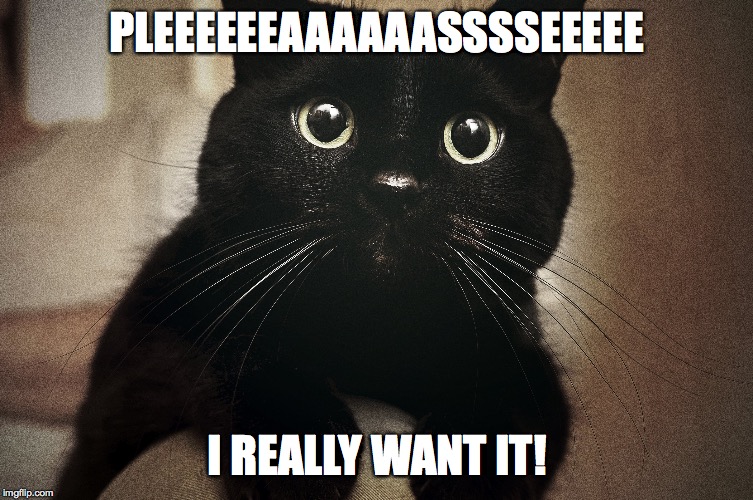 Pleeeeaaasssseeee | PLEEEEEEAAAAAASSSSEEEEE; I REALLY WANT IT! | image tagged in cats | made w/ Imgflip meme maker