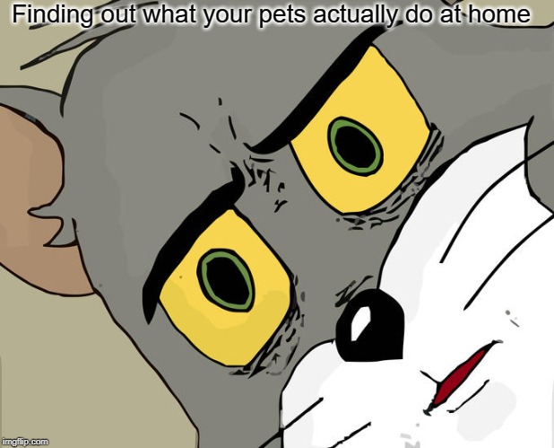 Unsettled Tom Meme | Finding out what your pets actually do at home | image tagged in memes,unsettled tom | made w/ Imgflip meme maker