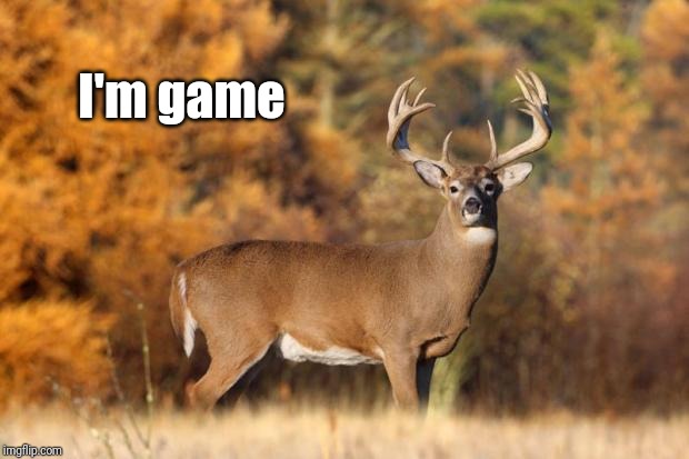 whitetail deer | I'm game | image tagged in whitetail deer | made w/ Imgflip meme maker