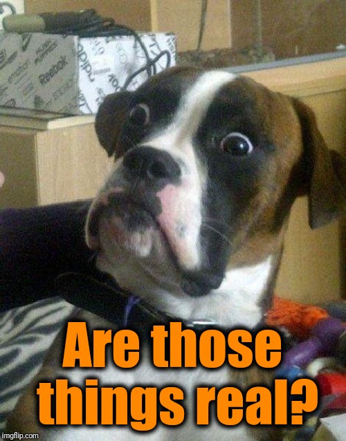 Surprised Dog | Are those things real? | image tagged in surprised dog | made w/ Imgflip meme maker