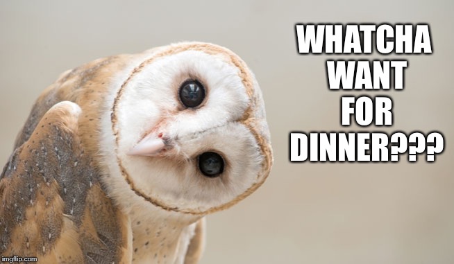 WHATCHA WANT FOR DINNER??? | image tagged in owl,dinner,cute | made w/ Imgflip meme maker