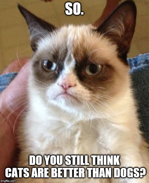 cats vs dogs | SO. DO YOU STILL THINK CATS ARE BETTER THAN DOGS? | image tagged in memes,grumpy cat | made w/ Imgflip meme maker