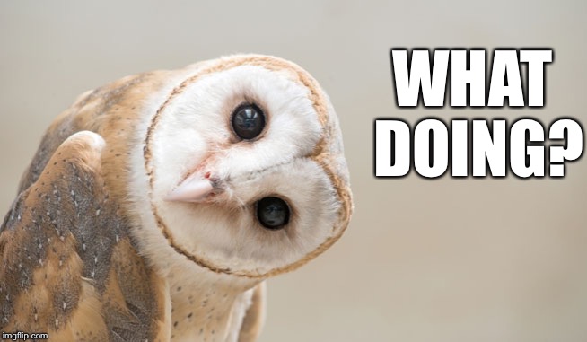 WHAT DOING? | image tagged in owl,cute | made w/ Imgflip meme maker