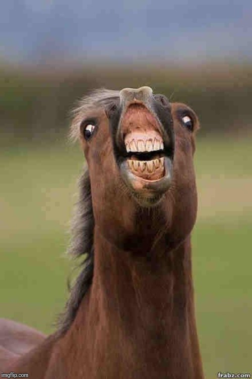 horse face | image tagged in horse face | made w/ Imgflip meme maker