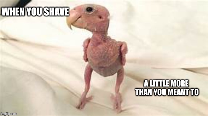 Shaving the Day |  WHEN YOU SHAVE; A LITTLE MORE THAN YOU MEANT TO | image tagged in birds,funny | made w/ Imgflip meme maker