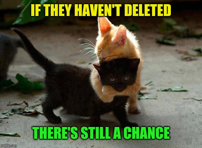 kitten hug | IF THEY HAVEN'T DELETED THERE'S STILL A CHANCE | image tagged in kitten hug | made w/ Imgflip meme maker