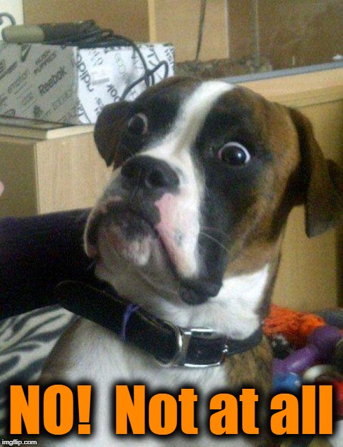 Blankie the Shocked Dog | NO!  Not at all | image tagged in blankie the shocked dog | made w/ Imgflip meme maker