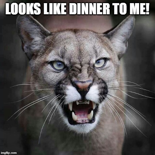 growling cougar mountain lion | LOOKS LIKE DINNER TO ME! | image tagged in growling cougar mountain lion | made w/ Imgflip meme maker