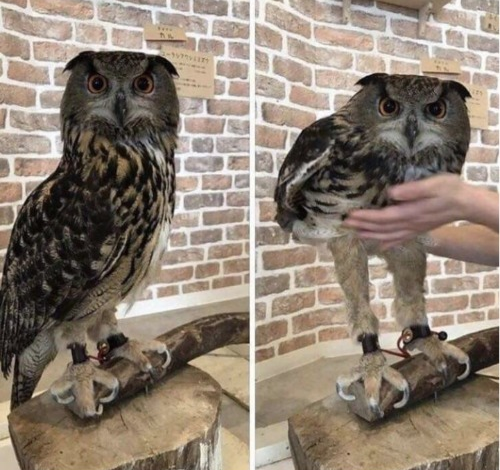 High Quality Owl Blank Meme Template