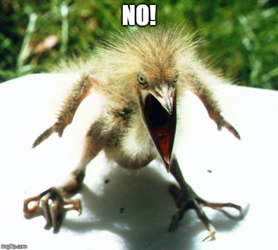 Angry bird | NO! | image tagged in angry bird | made w/ Imgflip meme maker