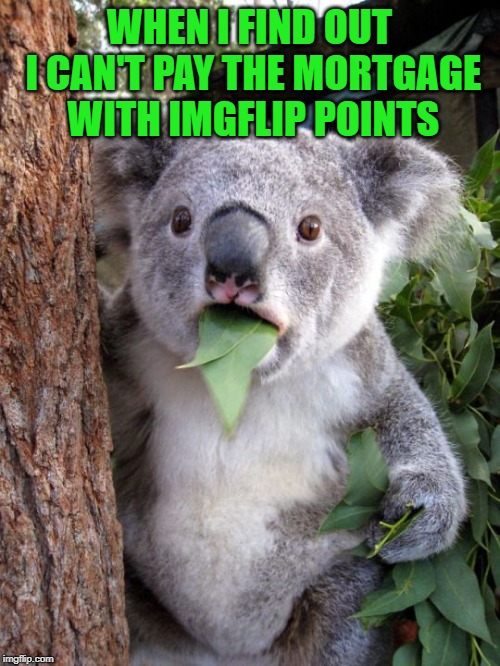 shocked koala | WHEN I FIND OUT I CAN'T PAY THE MORTGAGE WITH IMGFLIP POINTS | image tagged in shocked koala | made w/ Imgflip meme maker