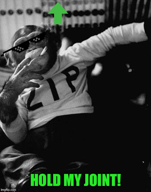 smoking monkey  | HOLD MY JOINT! | image tagged in smoking monkey | made w/ Imgflip meme maker