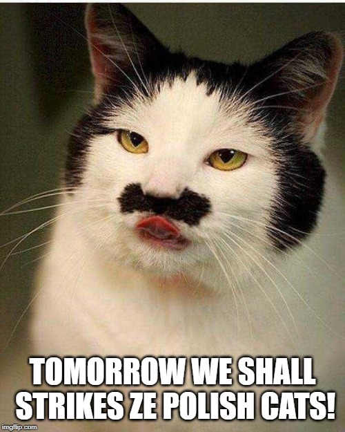 Zeig Meow? | TOMORROW WE SHALL STRIKES ZE POLISH CATS! | image tagged in hitler cat | made w/ Imgflip meme maker
