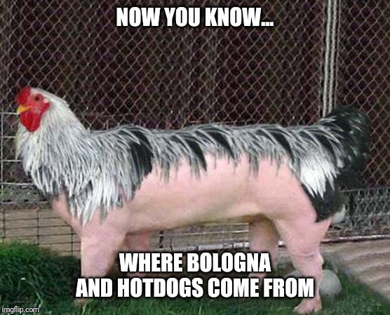 Chicken Pig | NOW YOU KNOW... WHERE BOLOGNA AND HOTDOGS COME FROM | image tagged in farm,animals,pig,funny memes,memes | made w/ Imgflip meme maker