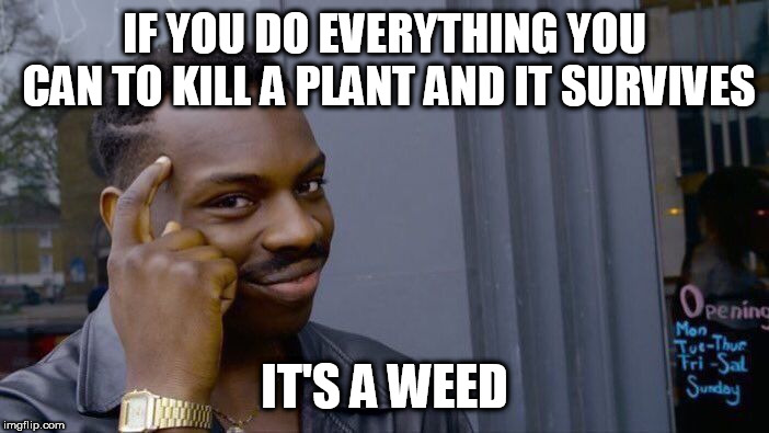 Roll Safe Think About It Meme | IF YOU DO EVERYTHING YOU CAN TO KILL A PLANT AND IT SURVIVES; IT'S A WEED | image tagged in memes,roll safe think about it | made w/ Imgflip meme maker
