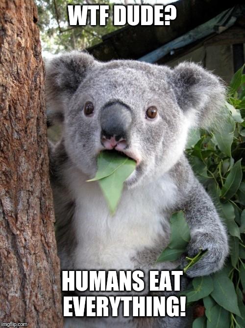 Surprised Koala | WTF DUDE? HUMANS EAT EVERYTHING! | image tagged in memes,surprised koala | made w/ Imgflip meme maker