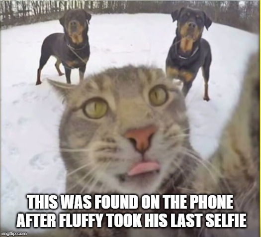 photobomb | THIS WAS FOUND ON THE PHONE AFTER FLUFFY TOOK HIS LAST SELFIE | image tagged in cat,photo | made w/ Imgflip meme maker