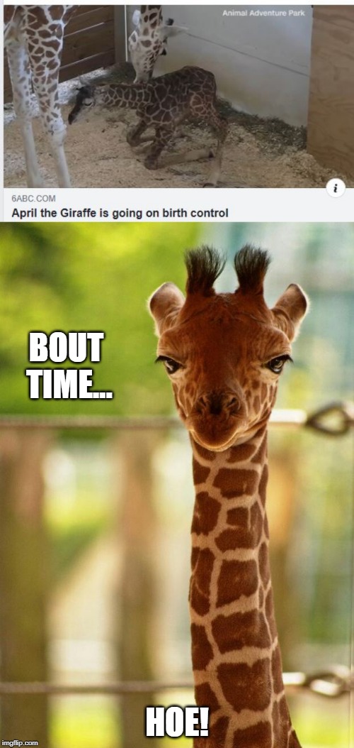 April the Giraffe going on the Pill | BOUT TIME... HOE! | image tagged in no comment giraffe | made w/ Imgflip meme maker