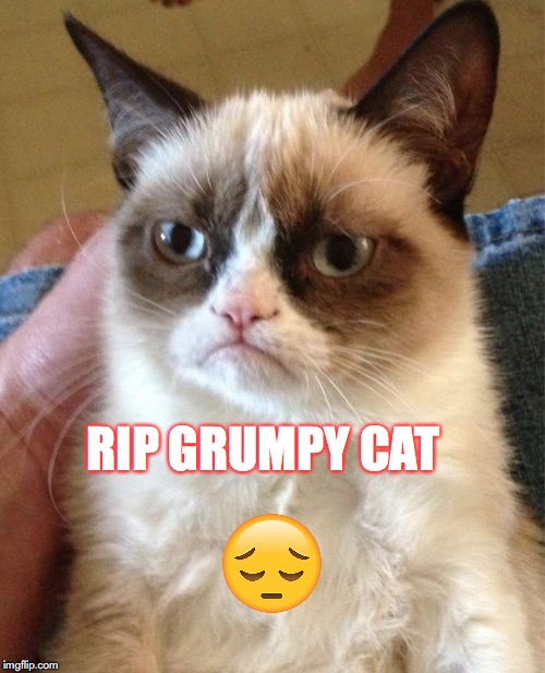 R.I.P. Grumpy cat | RIP GRUMPY CAT | image tagged in memes,grumpy cat | made w/ Imgflip meme maker