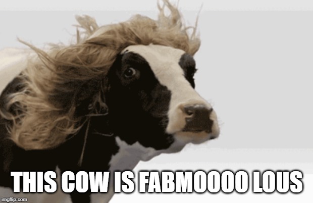 THIS COW IS FABMOOOO LOUS | image tagged in funny,meme,animal memes | made w/ Imgflip meme maker