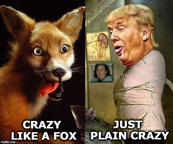 JUST PLAIN CRAZY; CRAZY LIKE A FOX | image tagged in trump,crazy,fox | made w/ Imgflip meme maker