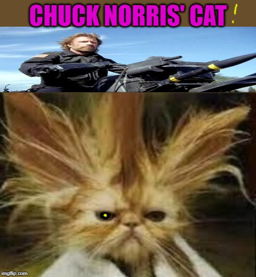 don king | CHUCK NORRIS' CAT | image tagged in don king | made w/ Imgflip meme maker