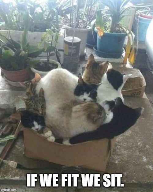 IF WE FIT WE SIT. | image tagged in cats | made w/ Imgflip meme maker